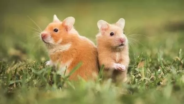 صور - اصغر 10 حيوانات اليفة فى العالم بالصور