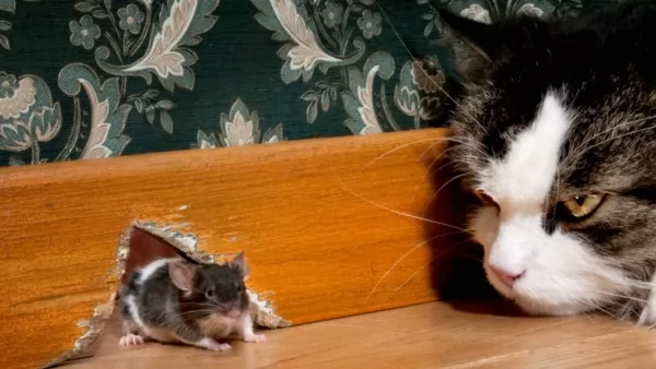 صور - 10 طرق تساعدك فى القضاء على الفئران نهائيا من المنزل