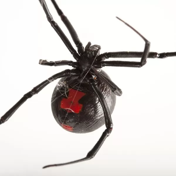 عنكبوت الارملة السوداء من اخطر العناكب سما