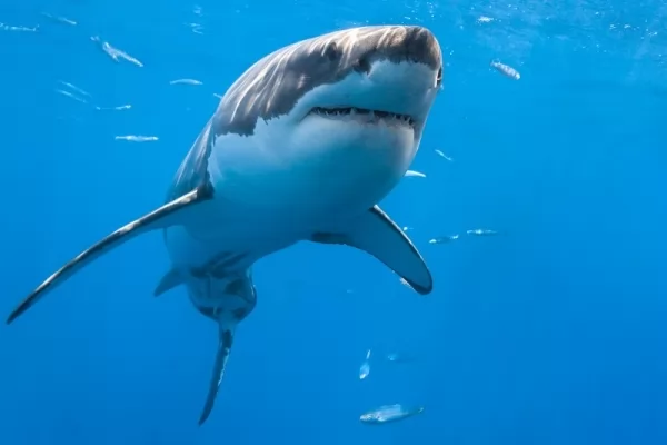 صور - معلومات عن سمك القرش الابيض العظيم