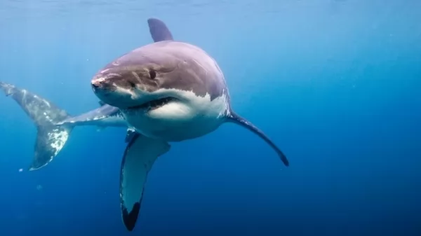 معلومات عن سمك القرش الابيض العظيم