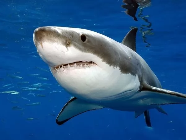 معلومات عن سمك القرش الابيض العظيم