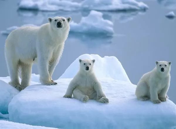 10 معلومات رائعة عن الدب القطبي بالصور خربشه