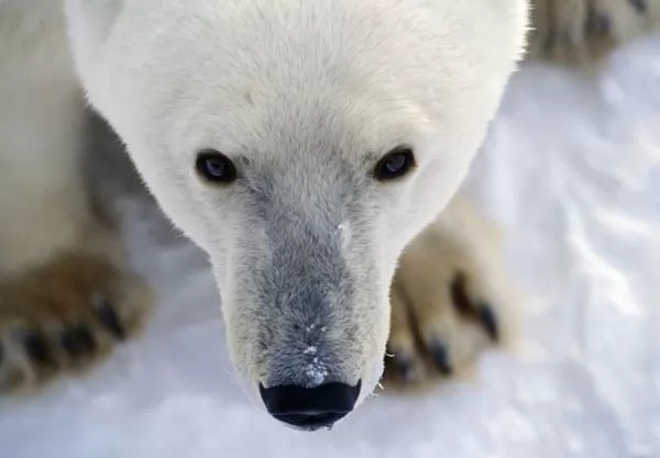 10 معلومات رائعة عن الدب القطبي بالصور