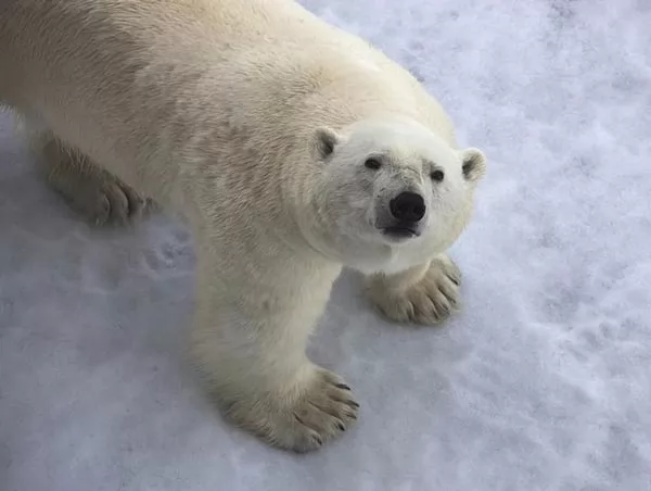 10 معلومات رائعة عن الدب القطبي بالصور