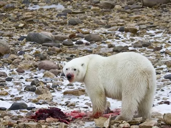 صور - 10 معلومات رائعة عن الدب القطبي بالصور