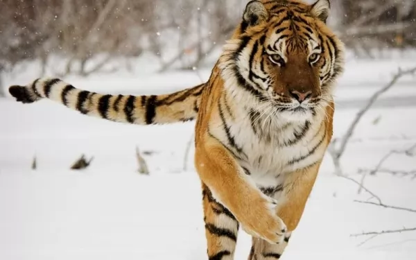 صور - اكبر نمر في العالم النمر السيبيري