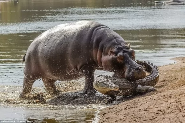 صور - معلومات رائعة عن فرس النهر اخطر الحيوانات في افريقيا
