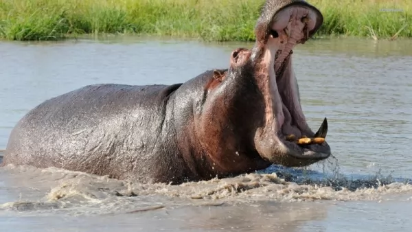 صور - معلومات رائعة عن فرس النهر اخطر الحيوانات في افريقيا