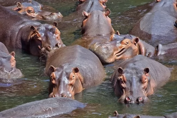 معلومات رائعة عن فرس النهر اخطر الحيوانات في افريقيا