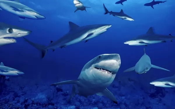 اسنان سمك القرش المفترس