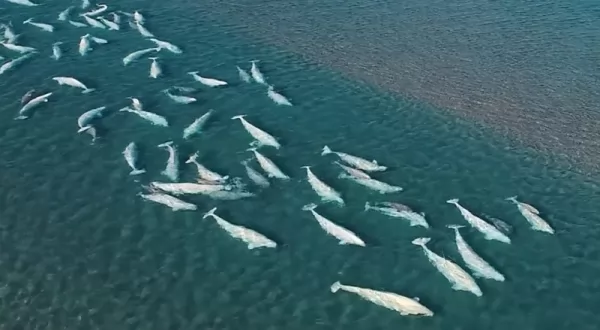 مجموعات الحوت الابيض