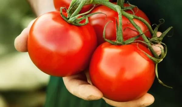 الطماطم للوقاية من سرطان الثدى
