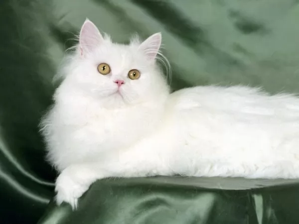 من انواع القطط القطط الفارسية