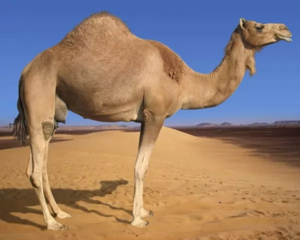 من حيوانات الصحراء الجمل العربي
