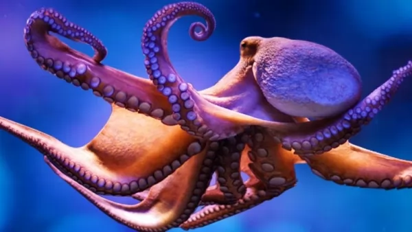  octopus-facts_563_3_