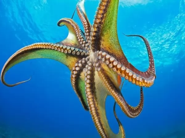  octopus-facts_563_4_