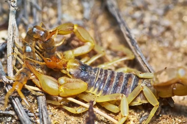 scorpions-facts_610_