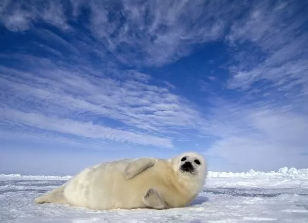ختم القيثارة من حيوانات القطب الشمالي
