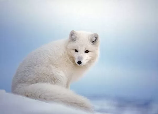 8 من اشهر حيوانات القطب الشمالي بالصور خربشه