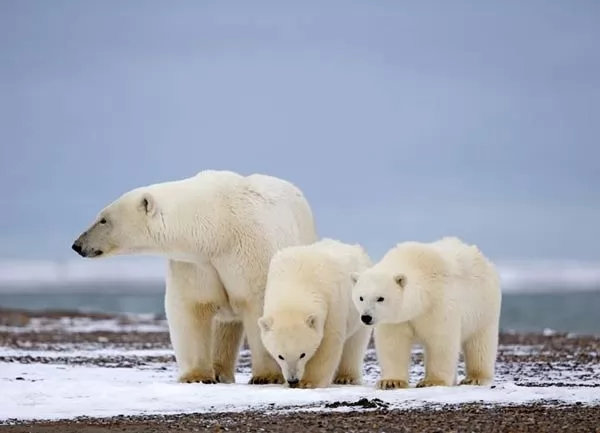 الدب القطبي من حيوانات القطب الشمالي