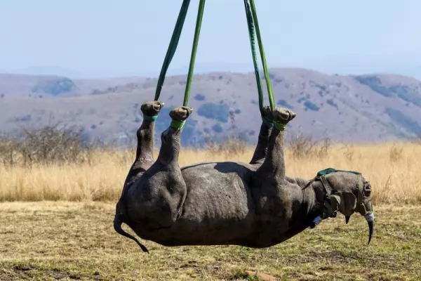 الصيد الغير مشروع لحيوان وحيد القرن الاسود