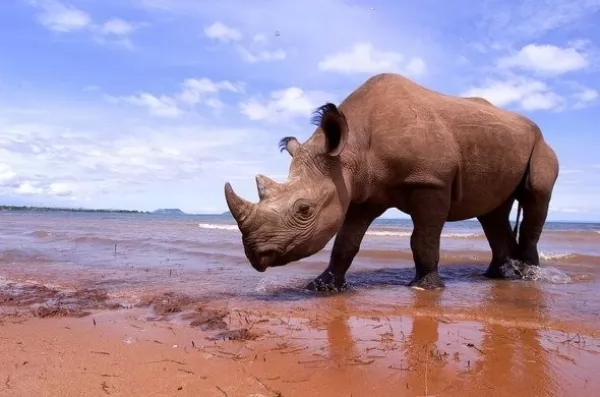 وحيد القرن الاسود يمتلك 2 من القرون