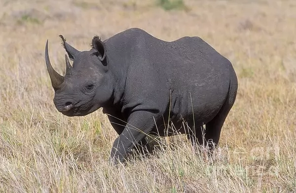  وحيد القرن الاسود مهدد بخطر الانقراض