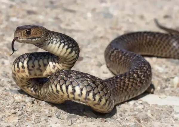 deadliest-snakes-in-