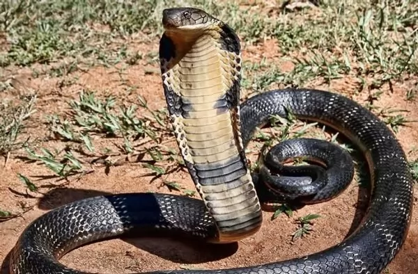  deadliest-snakes-in-