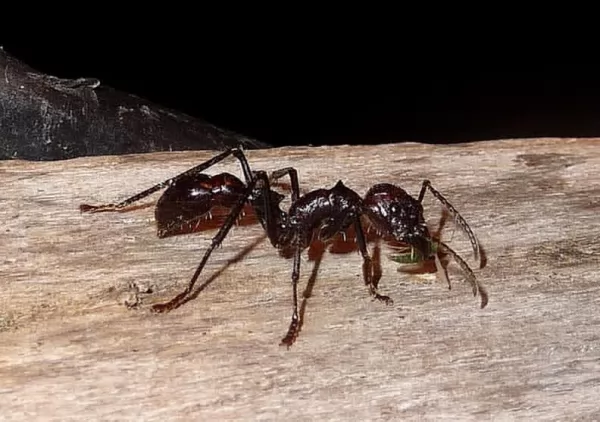النملة الرصاصة من بين اكثر حشرات قاتلة