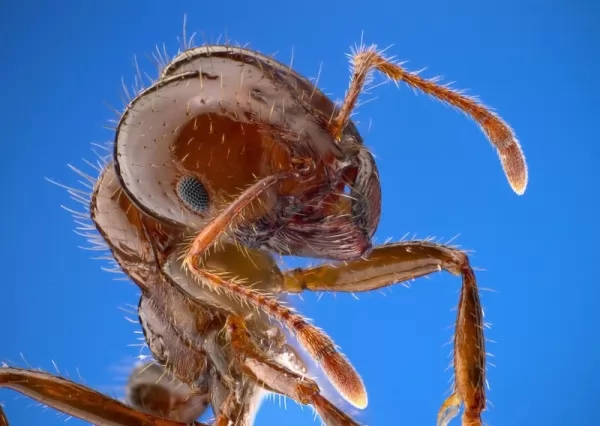  النمل الناري من بين اكثر حشرات قاتلة
