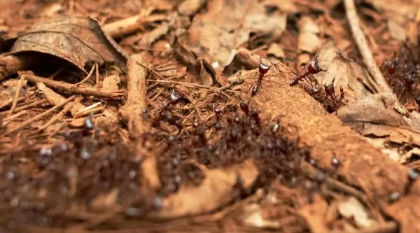 النمل السائق من بين اكثر حشرات قاتلة