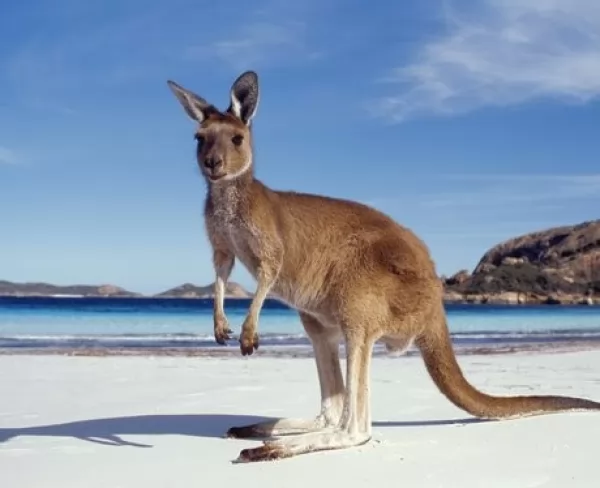  kangaroos-facts_690_