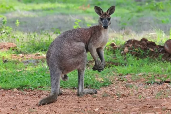  kangaroos-facts_690_
