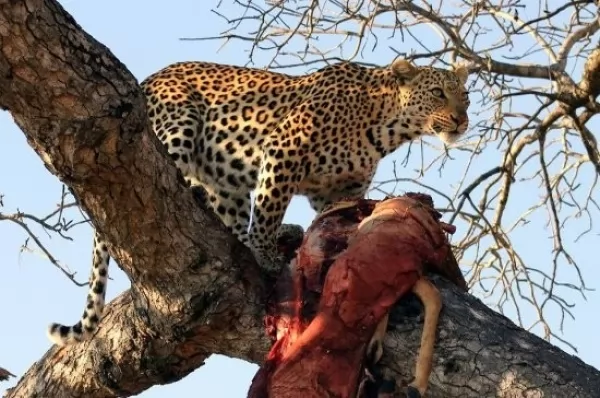 الفهد يخفي طعامه فوق الاشجار