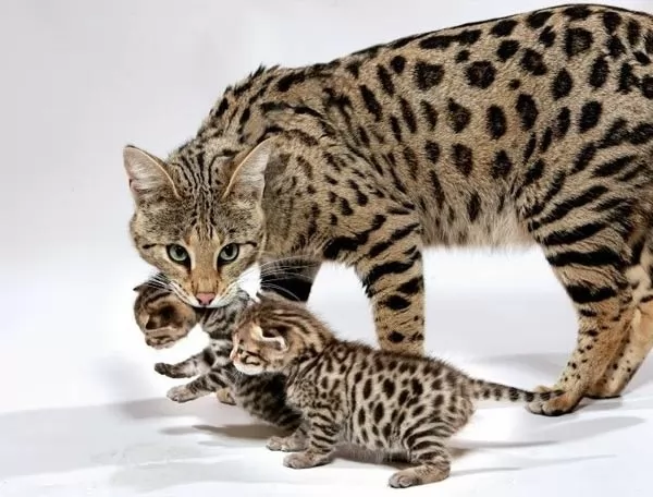 قطة السافانا مع اطفالها