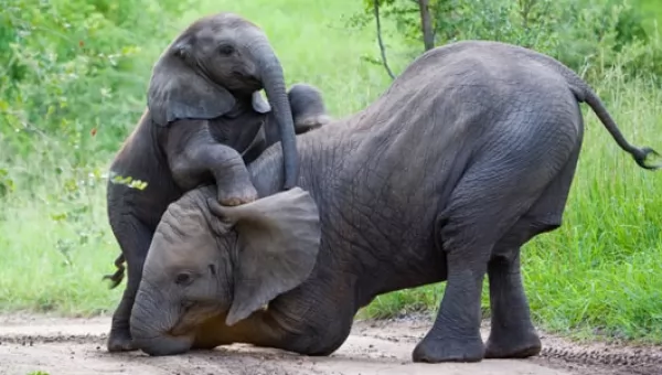 الفيل الأفريقي من اطول الحيوانات عمرا