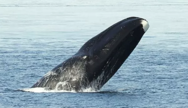 الحوت المقوس الرأس من اطول الحيوانات عمرا