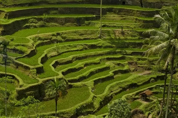 تراسات الأرز فى تيهالالانغ من اجمل اماكن سياحية في بالي