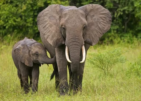 الفيل من اشهر حيوانات افريقيا