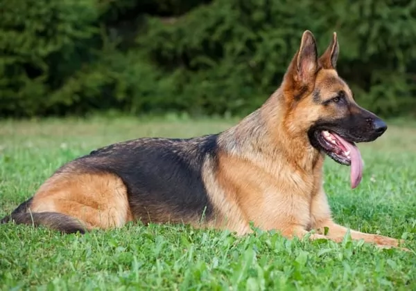 الكلب الراعي الالماني من انواع الكلاب الشرسة