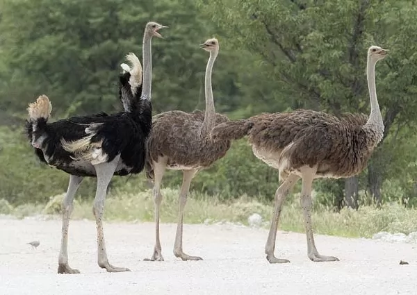 معلومات عن النعام اكبر طائر في العالم Ostrich-facts_791_1_1516804687