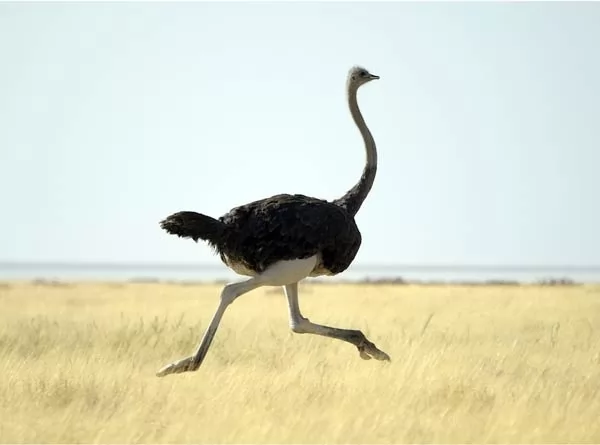 معلومات عن النعام اكبر طائر في العالم Ostrich-facts_791_2_1516804688