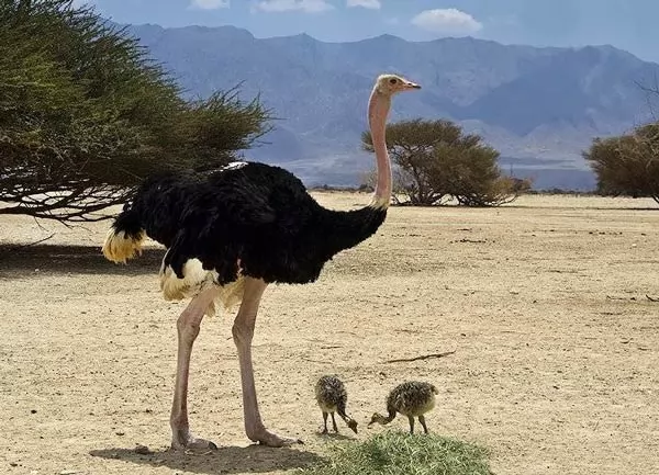 معلومات عن النعام اكبر طائر في العالم Ostrich-facts_791_3_1516804690