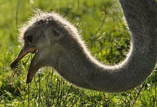معلومات عن النعام اكبر طائر في العالم Ostrich-facts_791_4_1516804691