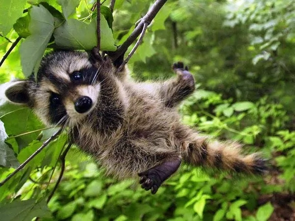 معلومات عن حيوان الراكون بالصور Raccoon-facts_790_1_1516799162