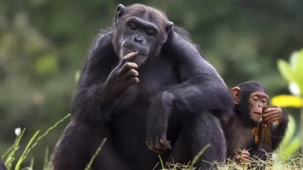 من اذكى الحيوانات على وجه الارض الشمبانزي