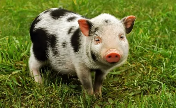 من اذكى الحيوانات على وجه الارض الخنازير