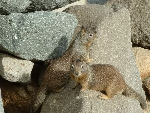  squirrels-types_750_